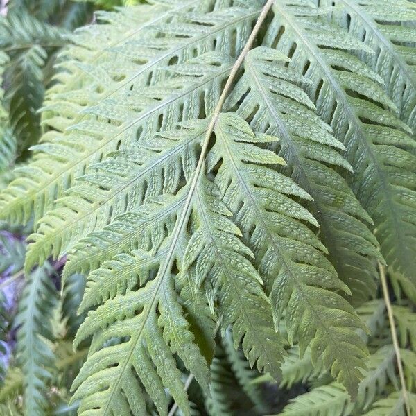 Giant chainfern (Woodwardia fimbriata)