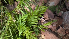 Giant chainfern (Woodwardia fimbriata)