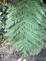 Giant chainfern (Woodwardia fimbriata)