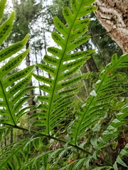 Giant chainfern (Woodwardia fimbriata)