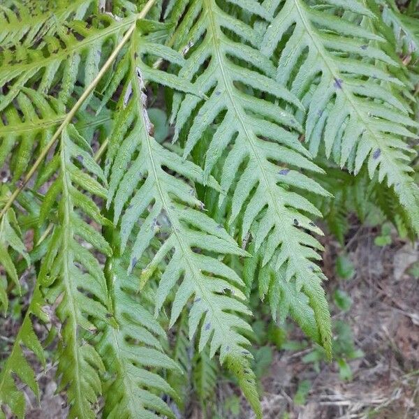 Giant chainfern (Woodwardia fimbriata)
