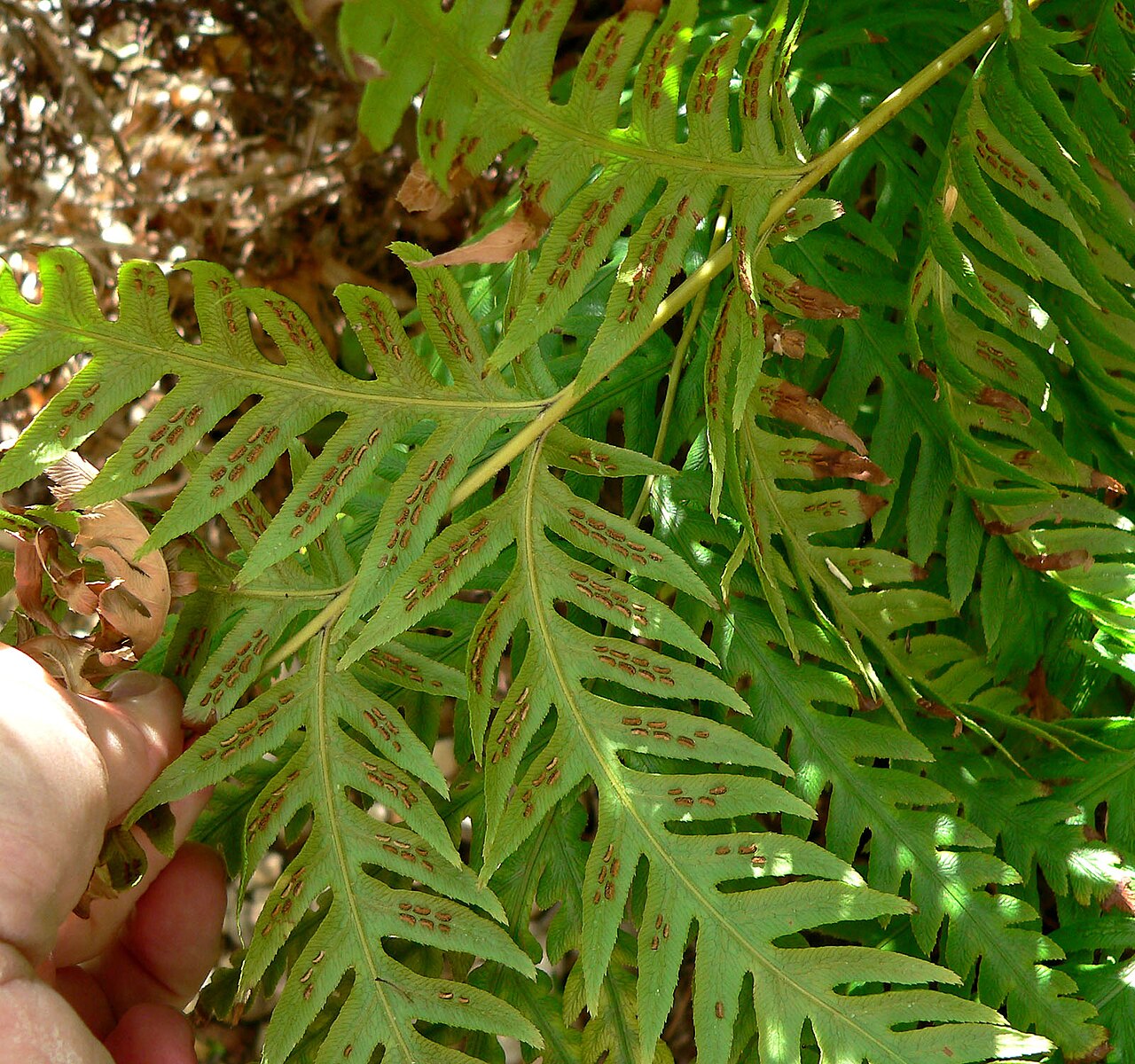 Giant chainfern: Woodwardia fimbriata in Pine Creek Canyon, Red Rock Canyon , Spring Mountains , southern Nevada (NNPS field trip).