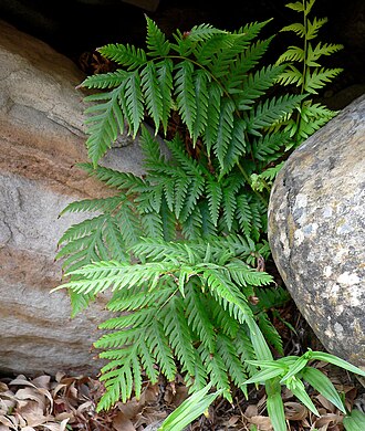Giant chainfern: Woodwardia fimbriata in Pine Creek Canyon, Red Rock Canyon , Spring Mountains , southern Nevada
