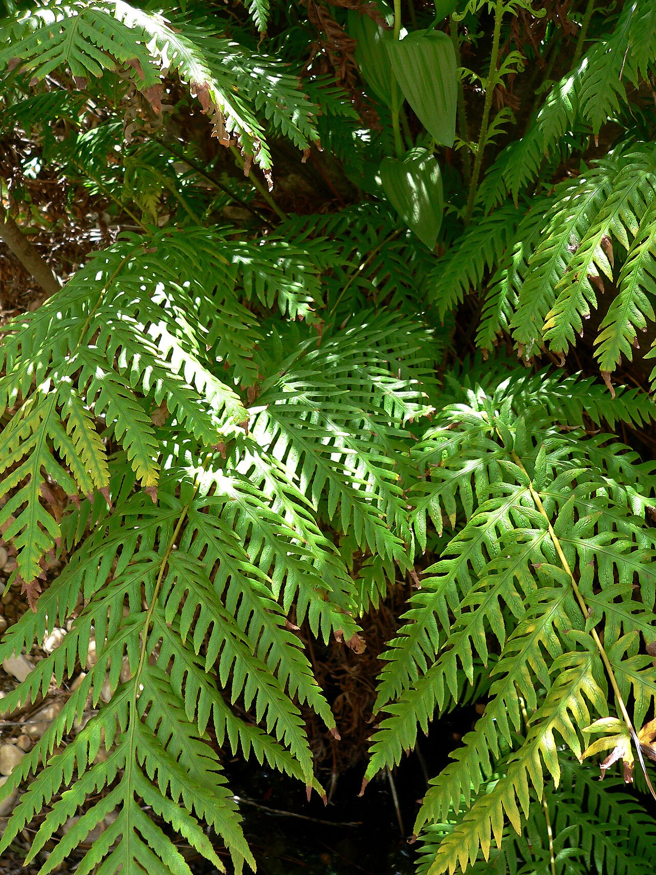 Giant chainfern: Woodwardia fimbriata in Pine Creek Canyon, Red Rock Canyon , Spring Mountains , southern Nevada (NNPS field trip).