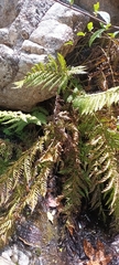 Giant chainfern (Woodwardia fimbriata)