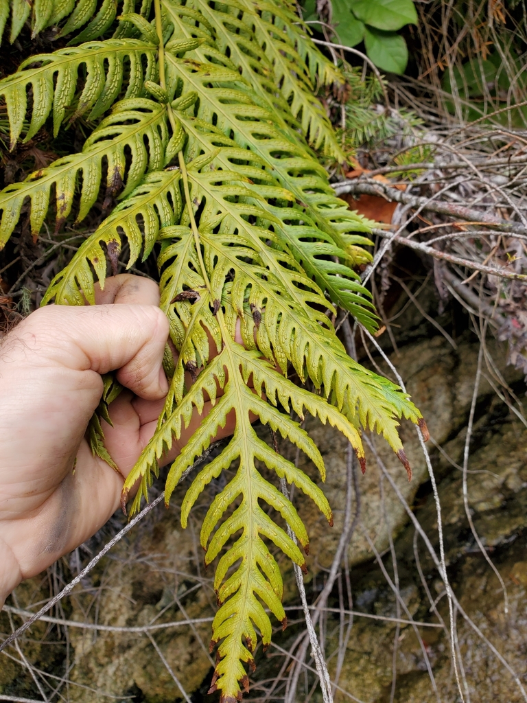 Giant chainfern (Woodwardia fimbriata)