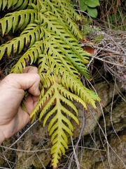 Giant chainfern (Woodwardia fimbriata)