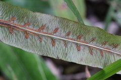 Woodwardia harlandii (Woodwardia harlandii)