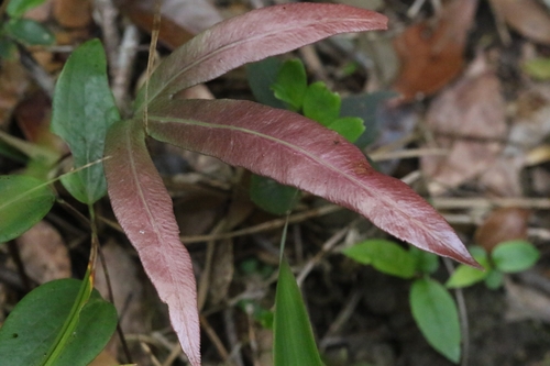Woodwardia harlandii (Woodwardia harlandii)