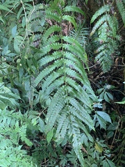 Woodwardia japonica (Woodwardia japonica)
