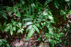Woodwardia japonica (Woodwardia japonica)