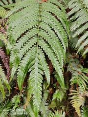Woodwardia japonica (Woodwardia japonica)