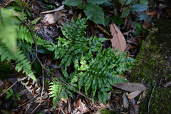 Woodwardia japonica (Woodwardia japonica)