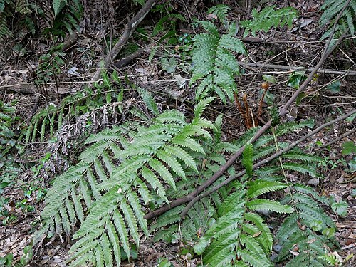 Woodwardia japonica: 2019/04/23 山口県周南市：Syunan city, Yamaguchi Pref. japan