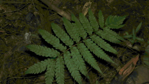 Woodwardia japonica (Woodwardia japonica)