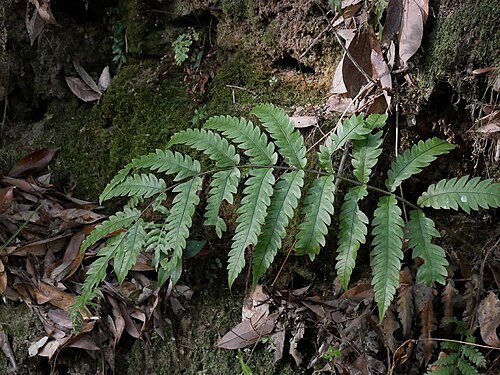 Woodwardia japonica: 2019/04/23 山口県周南市：Syunan city, Yamaguchi Pref. japan