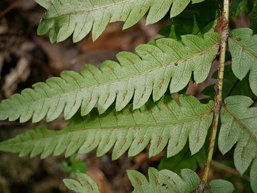 Woodwardia japonica: 2019/04/23 山口県周南市：Syunan city, Yamaguchi Pref. japan
