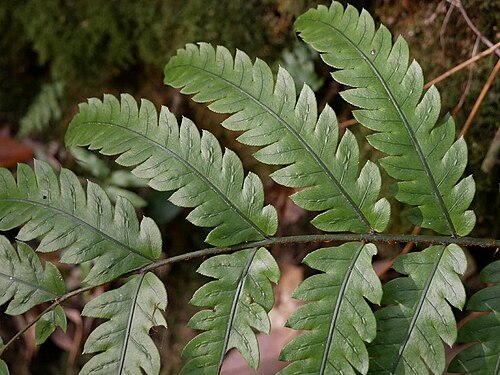 Woodwardia japonica: 2019/04/23 山口県周南市：Syunan city, Yamaguchi Pref. japan