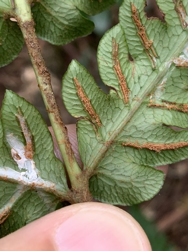 Woodwardia japonica (Woodwardia japonica)