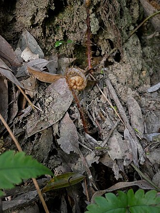 Woodwardia japonica: 2019/04/23 山口県周南市：Syunan city, Yamaguchi Pref. japan
