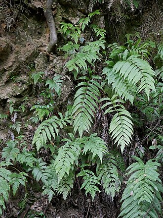 Woodwardia japonica: 2019/04/23 山口県周南市：Syunan city, Yamaguchi Pref. japan