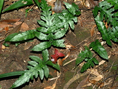 Woodwardia kempii (Woodwardia kempii)