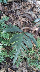 Woodwardia kempii (Woodwardia kempii)