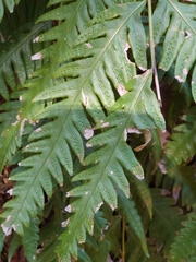 Woodwardia orientalis (Woodwardia orientalis)