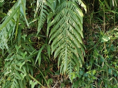 Woodwardia orientalis (Woodwardia orientalis)