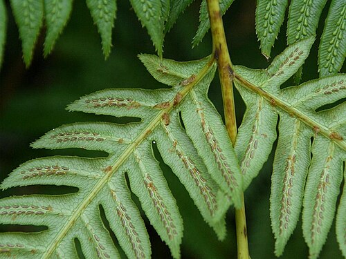 Woodwardia orientalis: Woodwardia orientalis