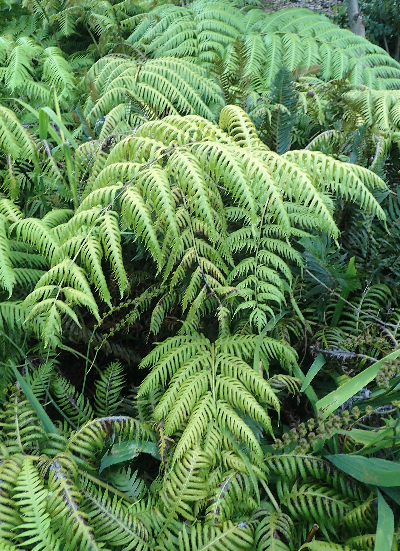 Woodwardia orientalis: Woodwardia orientalis in the San Francisco Botanical Garden