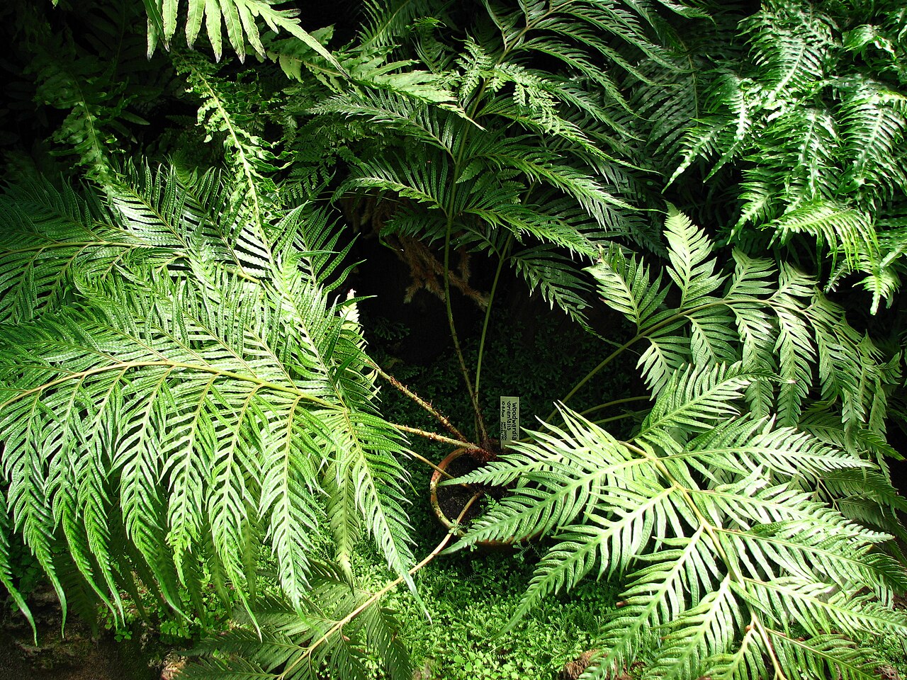 Woodwardia orientalis: Fern in a greenhouse of the Botanical garden Saint Petersburg .