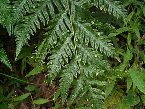 Woodwardia orientalis: Woodwardia orientalis