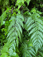 Woodwardia orientalis (Woodwardia orientalis)