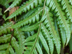 Woodwardia orientalis (Woodwardia orientalis)