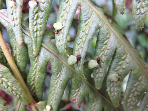 Woodwardia orientalis (Woodwardia orientalis)