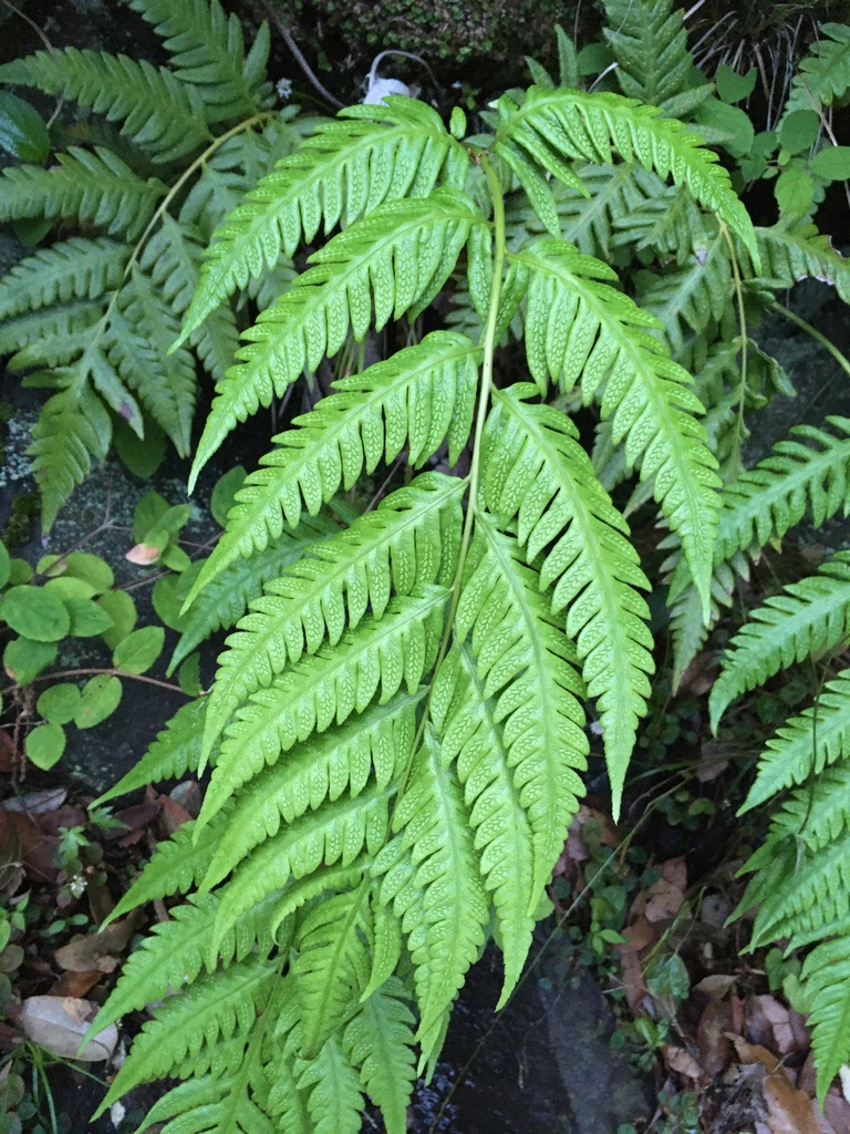 Woodwardia orientalis (Woodwardia orientalis)