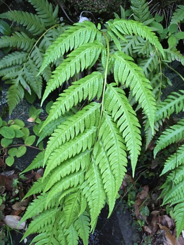 Woodwardia orientalis (Woodwardia orientalis)