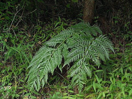 Woodwardia orientalis: Woodwardia orientalis