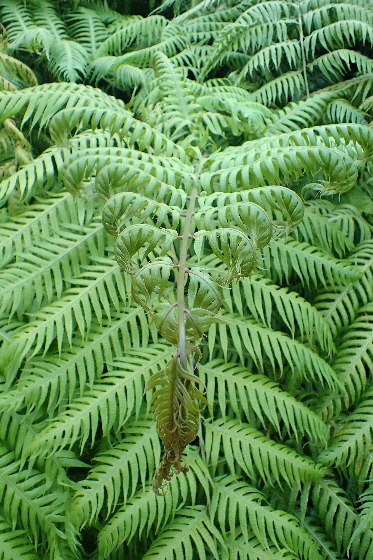 Woodwardia orientalis: Woodwardia orientalis in the San Francisco Botanical Garden