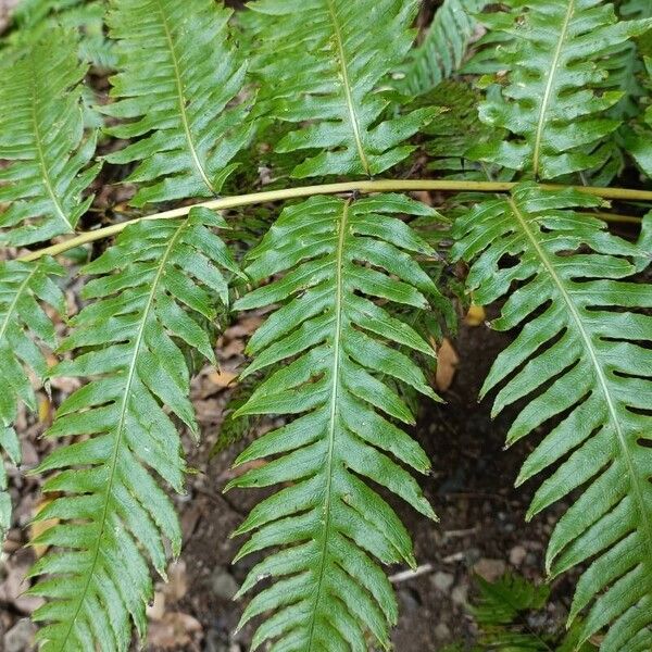 Rooting chainfern (Woodwardia radicans)