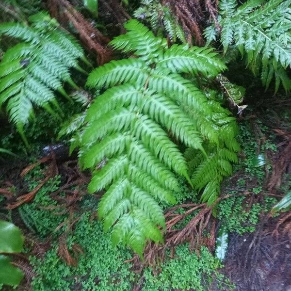 Rooting chainfern (Woodwardia radicans)