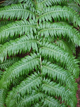 Rooting chainfern: Woodwardia radicans en Anaga