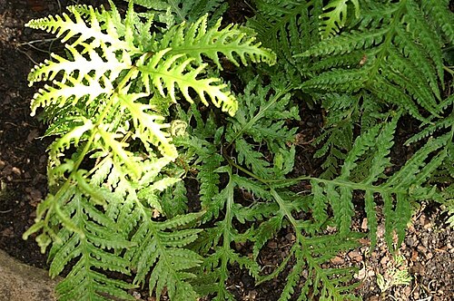 Woodwardia spinulosa: Location taken: the New York Botanical Garden. Names: Woodwardia spinulosa M.Martens & Galeotti Classification: Plantae > Pteridophyta > Polypodiopsida > Polypo