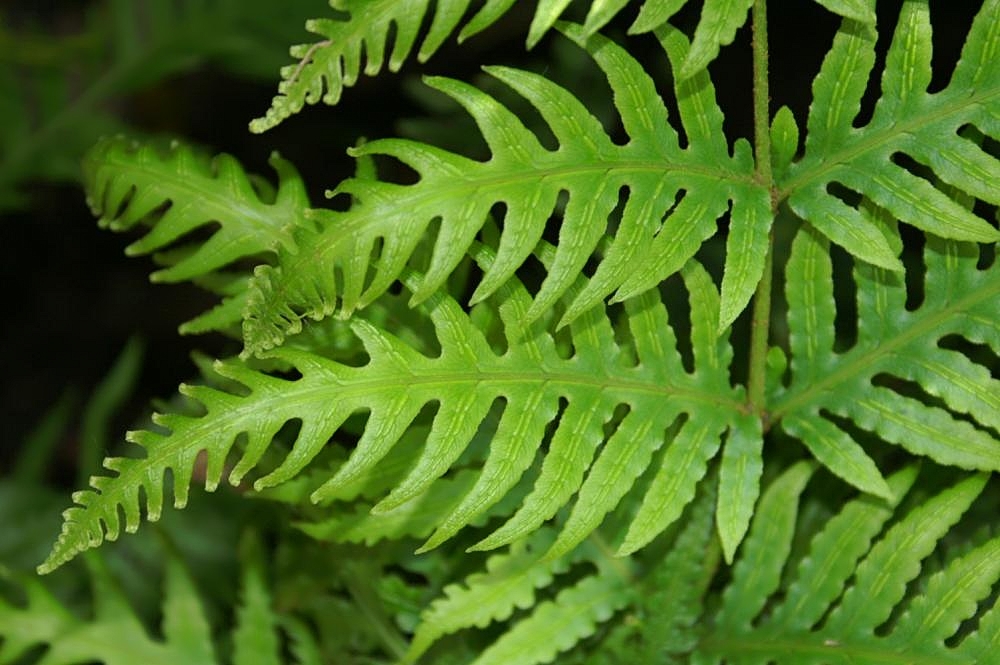Woodwardia spinulosa: Location taken: the New York Botanical Garden. Names: Woodwardia spinulosa M.Martens & Galeotti Classification: Plantae > Pteridophyta > Polypodiopsida > Polypo