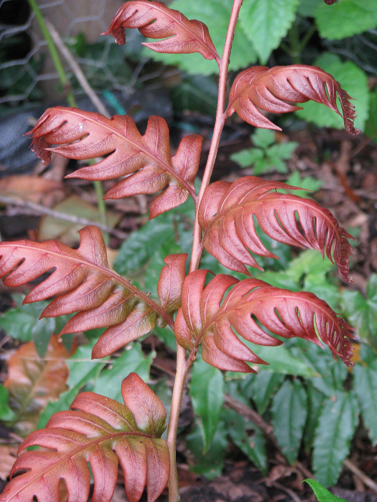 Woodwardia unigemmata: amazing new foliage