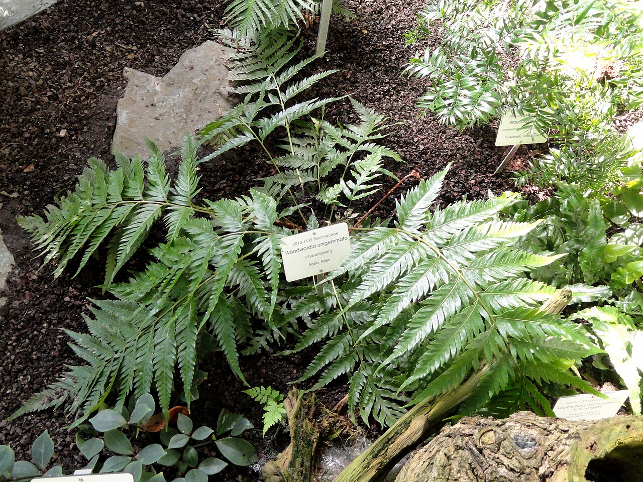 Woodwardia unigemmata: Botanical specimen. The University of Helsinki Botanical Garden at Kaisaniemi