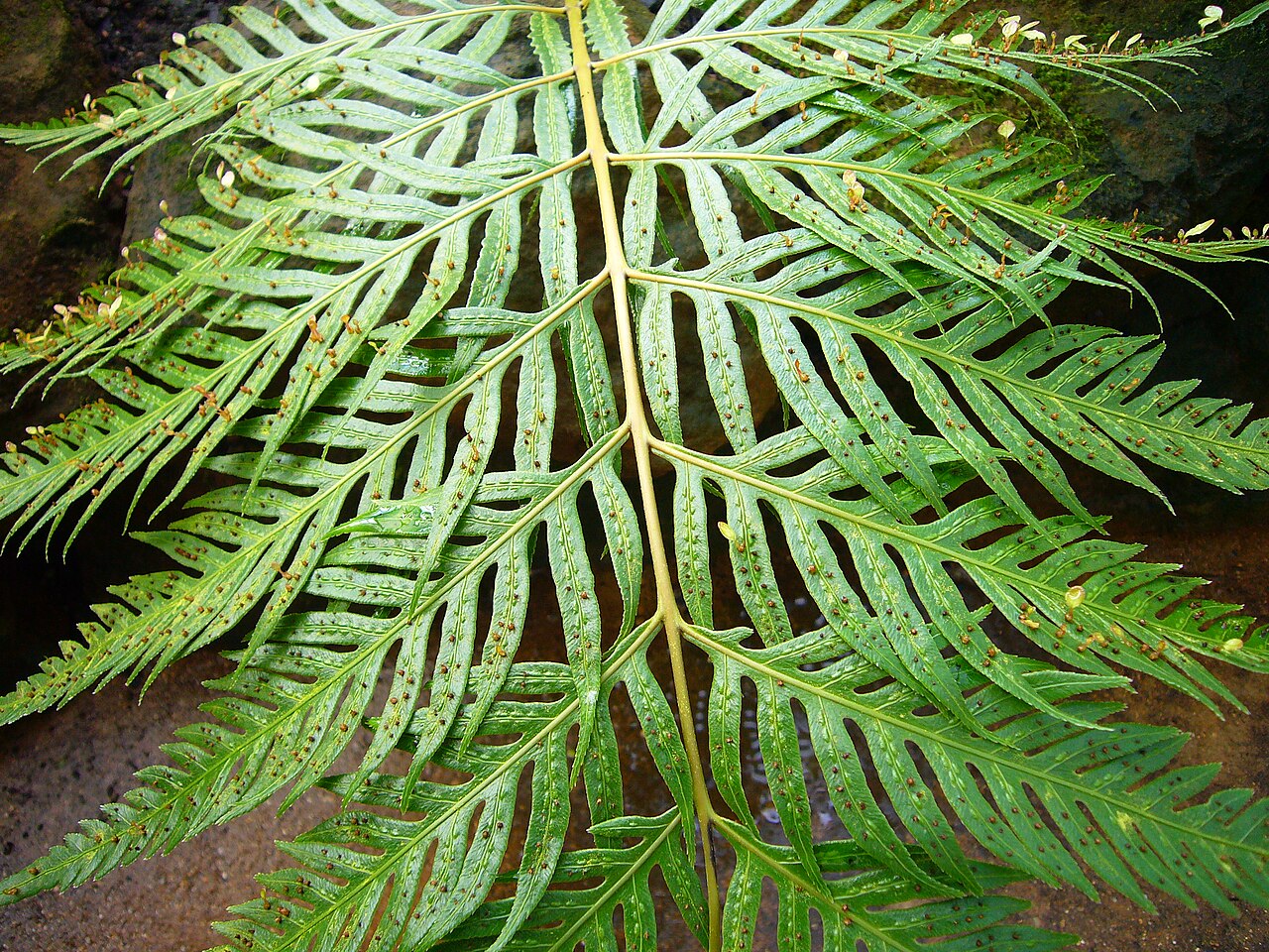 Woodwardia unigemmata: Woodwardia unigemmata , Cambridge University Botanic Garden
