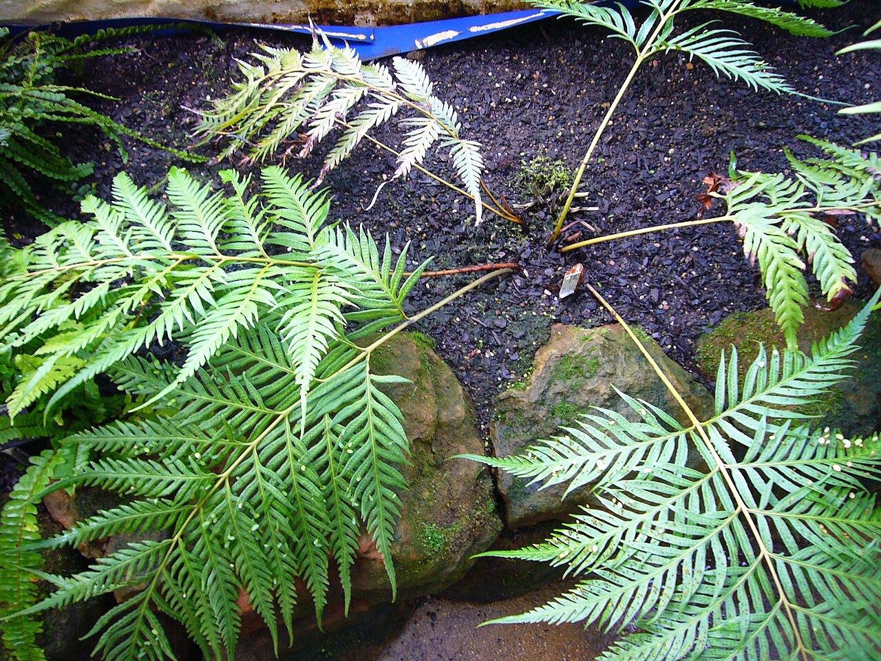 Woodwardia unigemmata: Woodwardia unigemmata , Cambridge University Botanic Garden