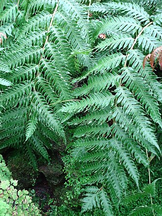 Woodwardia unigemmata: The fern Woodwardia unigemmata